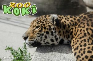 Zoo Koki 5