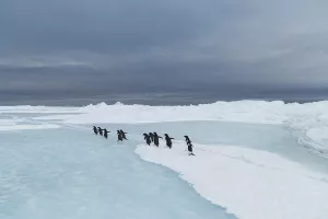 Antarctica Experience 5