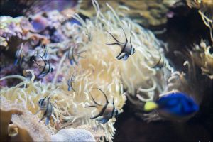 Marineland Mallorca 6