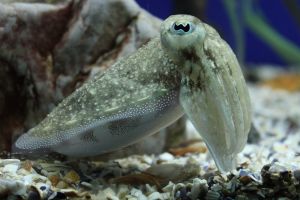 Acuario de Sevilla 4