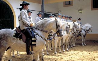 Cómo bailan los caballos andaluces 3