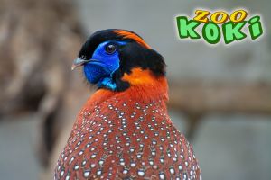Zoo Koki 7