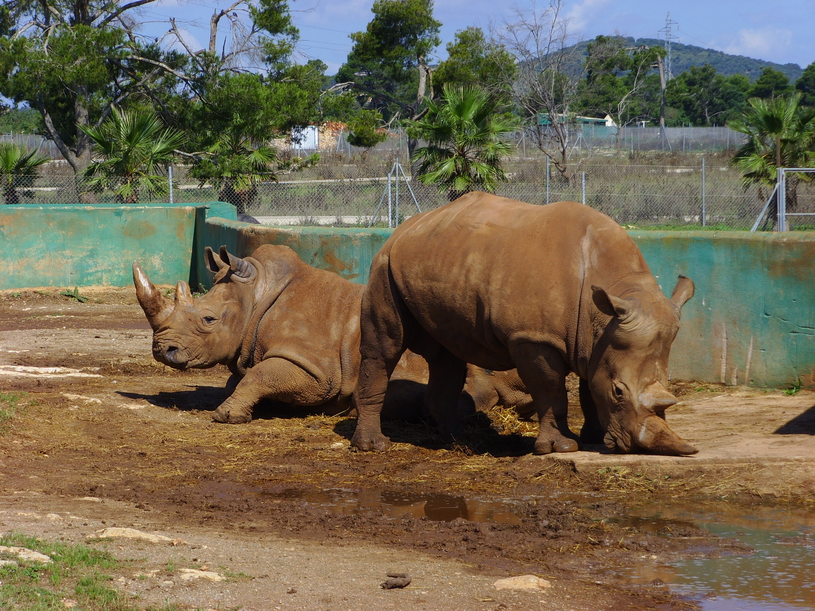 safari zoo mallorca precio residentes