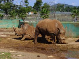 Safari Zoo Mallorca 1
