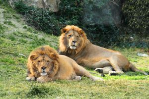 Selwo Aventura Estepona 14