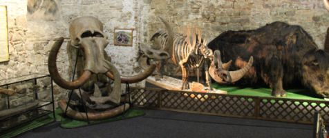 Museo del Mamut: un viaje a la Edad de Hielo 3