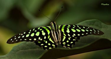 Mariposario de Benalmádena 5