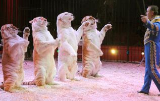 Gran Circo Mundial 2