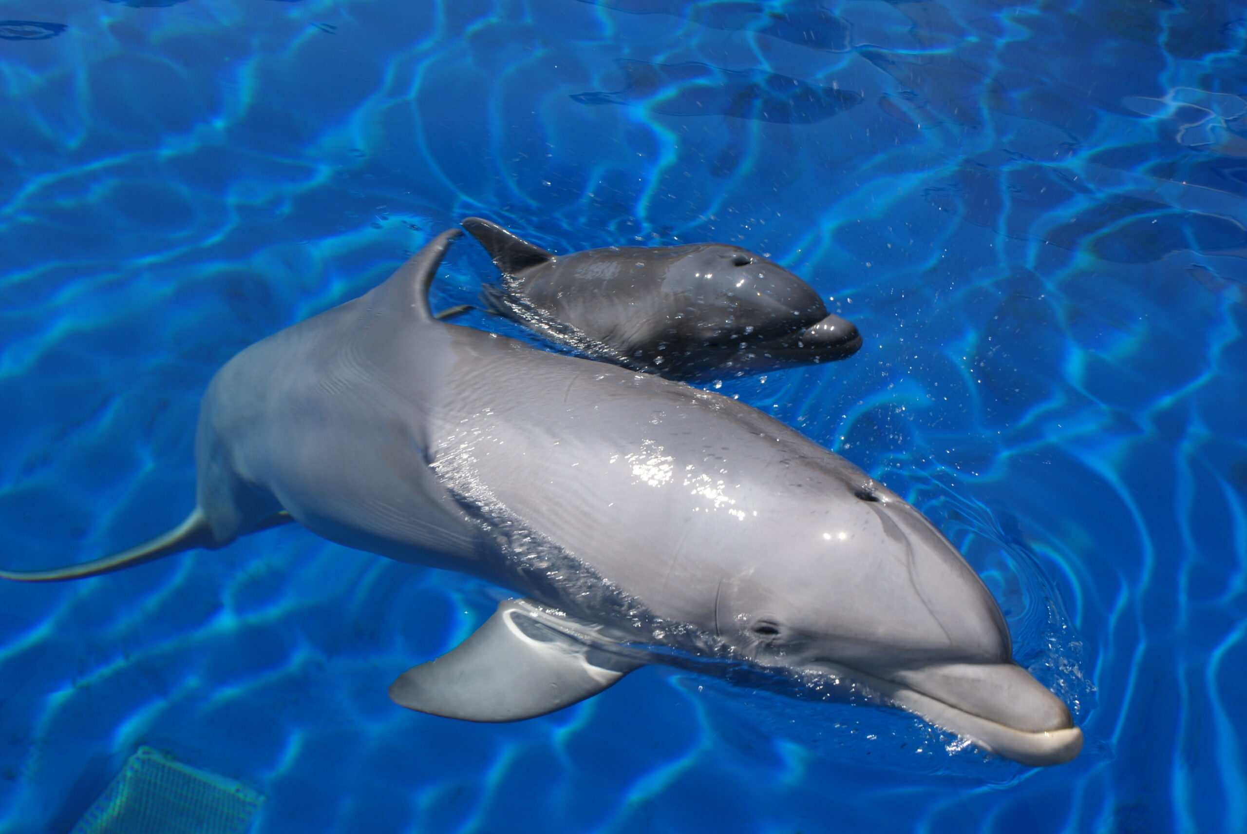 Entradas Zoo Aquarium de Madrid