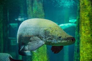 Acuario de Zaragoza 24