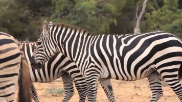 Safari Zoo Mallorca 3