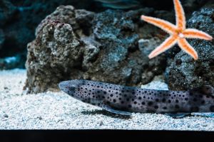 Bioparc Acuario de Gijón 12