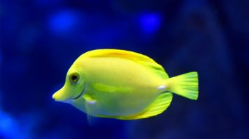 Acuario Poema del Mar 12