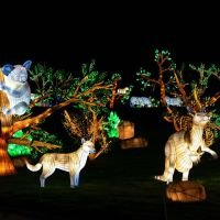 Brilla Zoo Festival 1