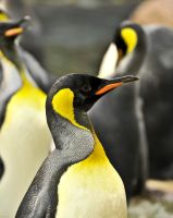 Selwo Marina Benalmádena 13