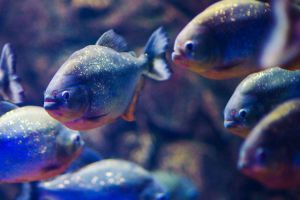 Atlantis Aquarium de Madrid 1