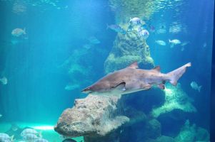 Aquarium Costa de Almería en Roquetas de Mar 6