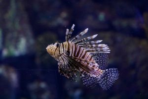 Atlantis Aquarium de Madrid 19