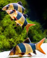 Aquarium Costa de Almería en Roquetas de Mar 13