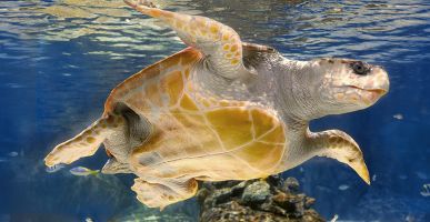 Atlantis Aquarium de Madrid 15