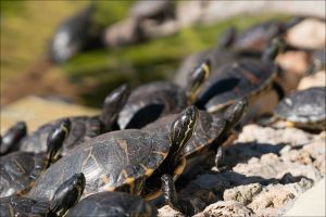 Marineland Mallorca 5