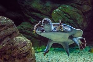 Acuario de Zaragoza 6