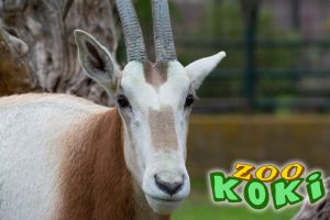 Zoo Koki 6