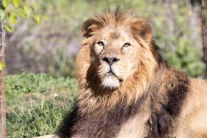 Zoo Aquarium de Madrid 7