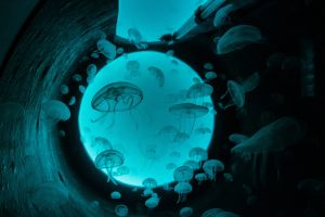 Bioparc Acuario de Gijón 13