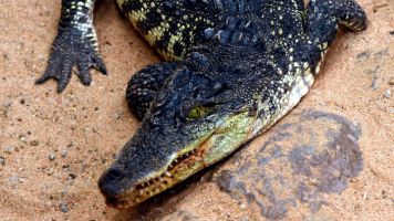 Acuario Poema del Mar 11