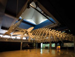 Museo Marítimo del Cantábrico 2