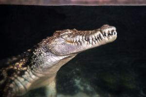 Acuario de Zaragoza 18