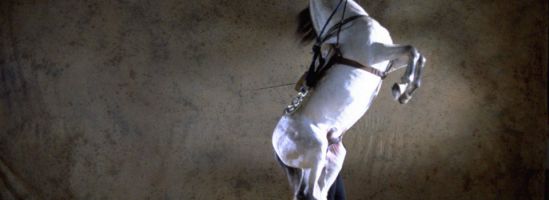 Cómo bailan los caballos andaluces 4