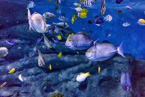 Aquarium Costa de Almería en Roquetas de Mar 11