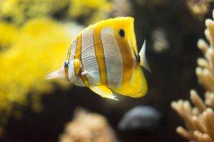 Bioparc Acuario de Gijón 19