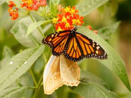 Mariposario de Benalmádena 10