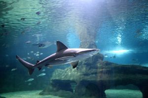 Aquarium Costa de Almería en Roquetas de Mar 7