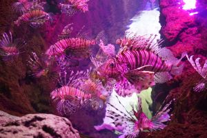 Acuario de Sevilla 11