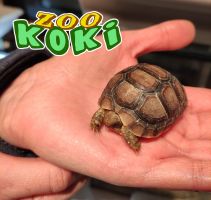 Zoo Koki 2