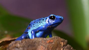 Acuario Poema del Mar 8