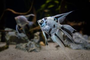 Aquarium Costa de Almería en Roquetas de Mar 14