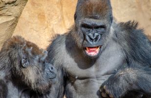 Bioparc Fuengirola 3