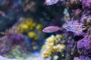 Bioparc Acuario de Gijón 20