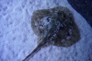 Acuario de Sevilla 5