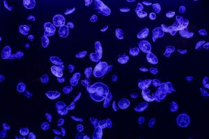 Atlantis Aquarium de Madrid 16