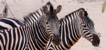 Oasys Parque Temático - Mini Hollywood 13