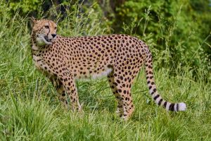 Selwo Aventura Estepona 22