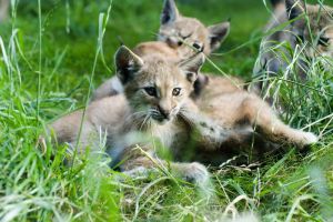 Zoo de Santillana del Mar 5