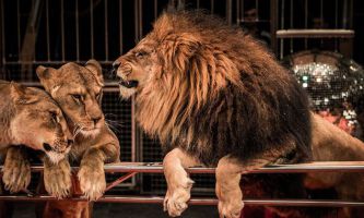 El Rey de la Selva, el musical circense 3