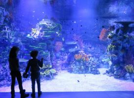 Atlantis Aquarium de Madrid 4